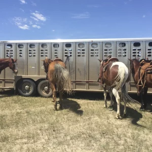 Curso para el bienestar animal