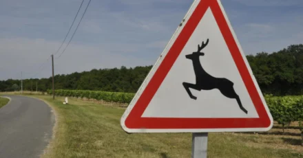 260201_accidentes_trafico_animales_carreteras-peligrosas