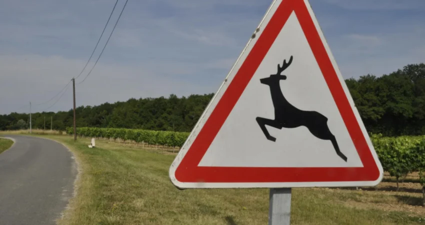260201_accidentes_trafico_animales_carreteras-peligrosas